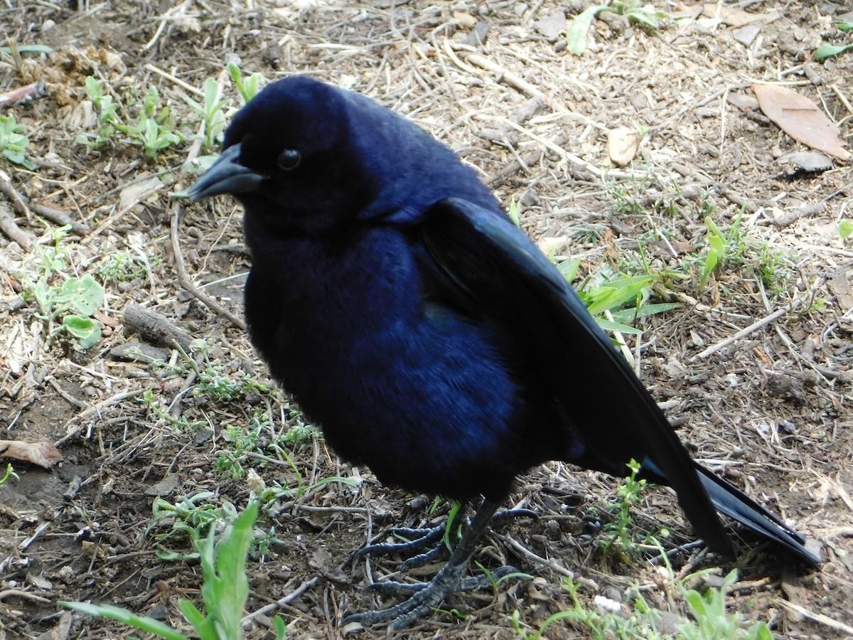 Блестящий трупиал - ML644648859