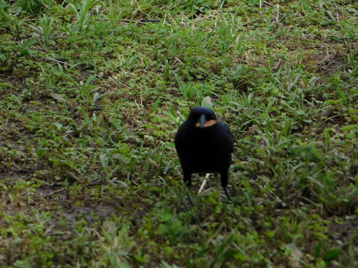 Блестящий трупиал - ML644648860