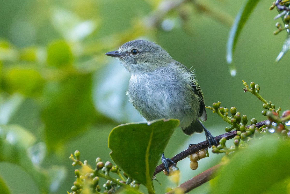 Mistletoe Tyrannulet - ML644648861