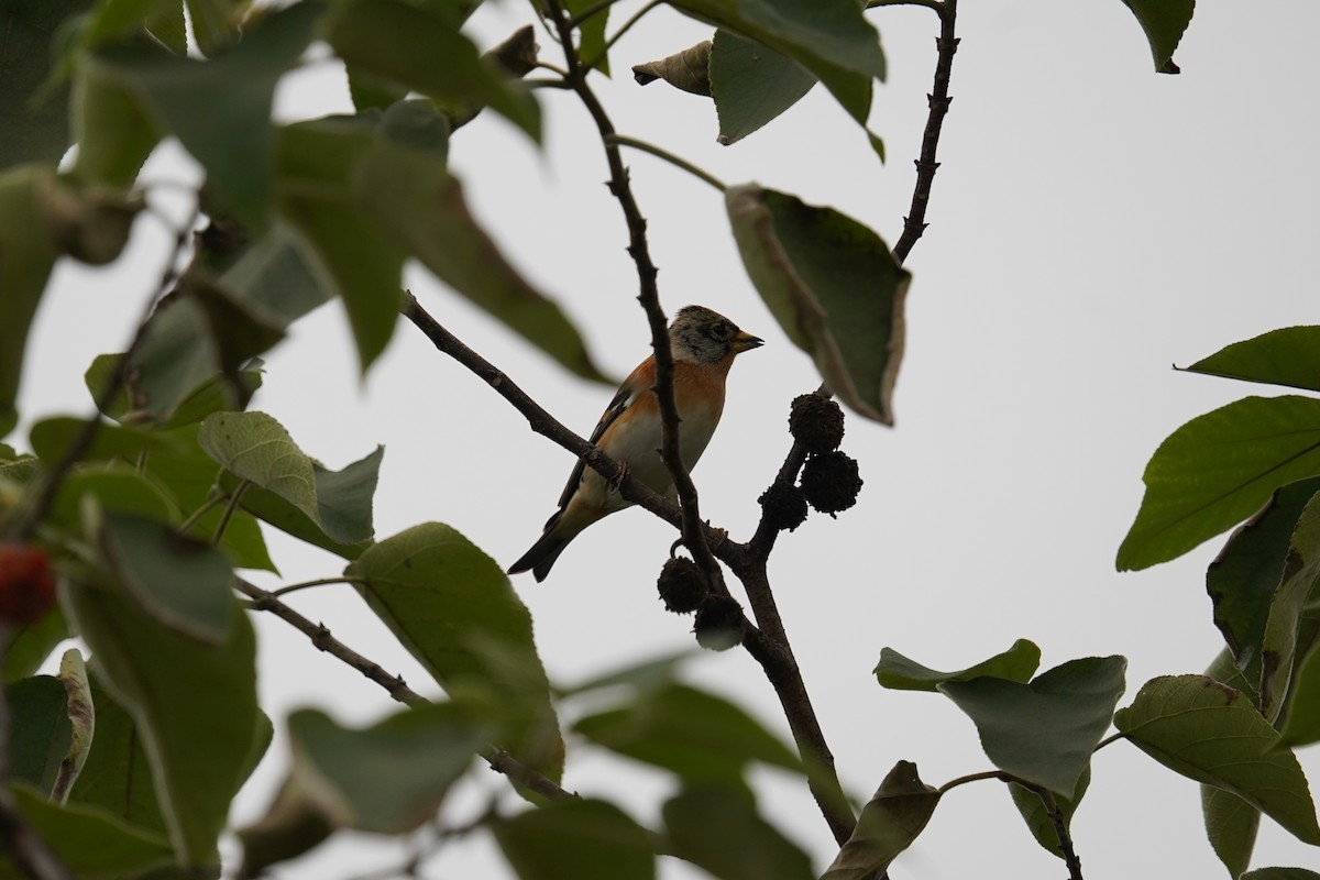 bjørkefink - ML644648887