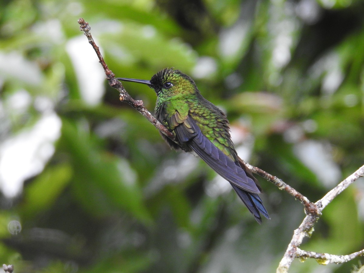 Колібрі-діамант колумбійський - ML644648914