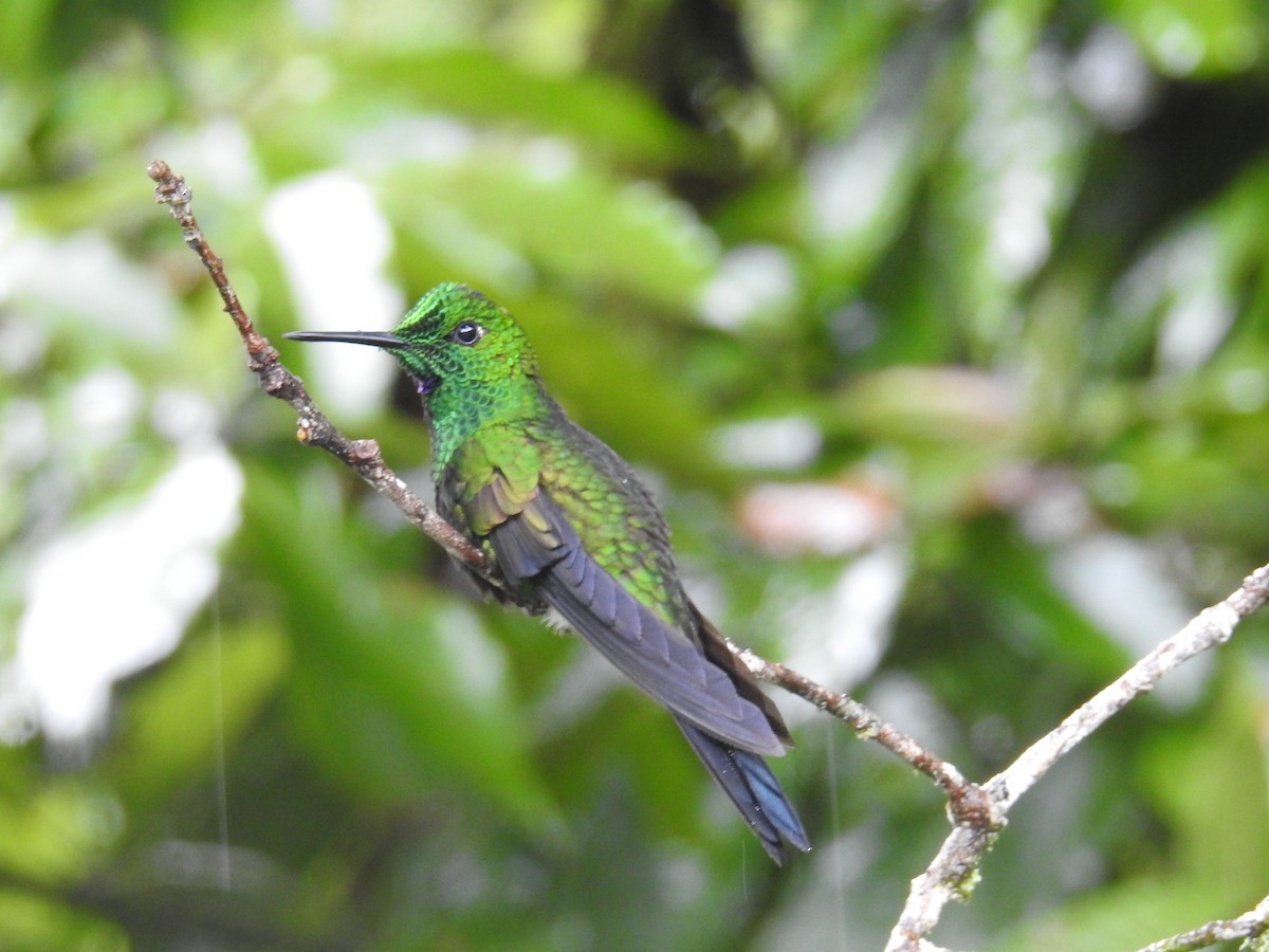 Колібрі-діамант колумбійський - ML644648915