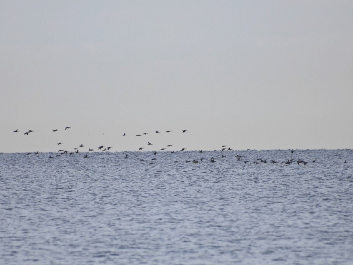 Red-breasted Merganser - ML644648922