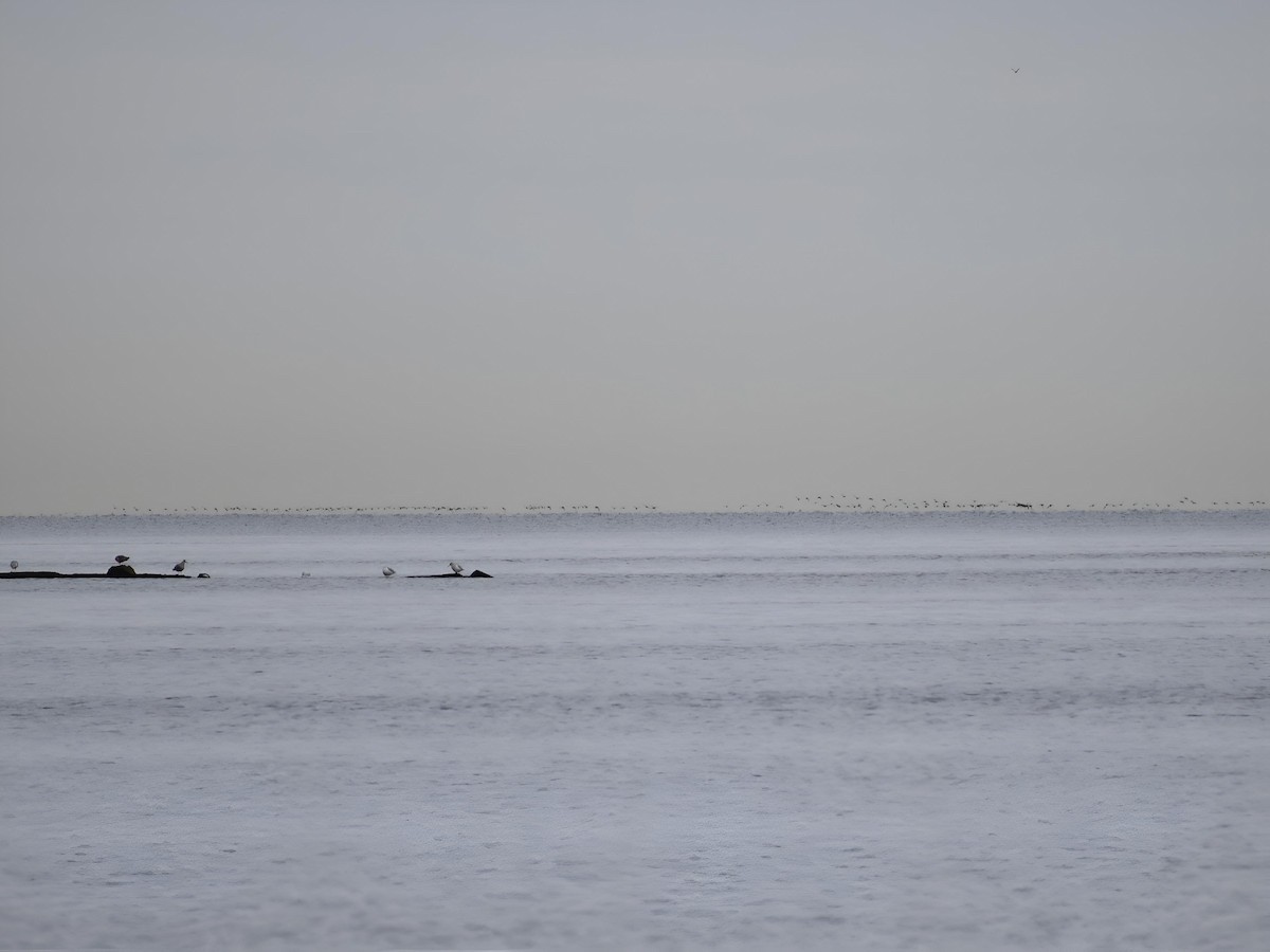 Red-breasted Merganser - ML644648923