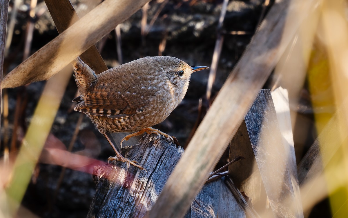 フユミソサザイ - ML644648925