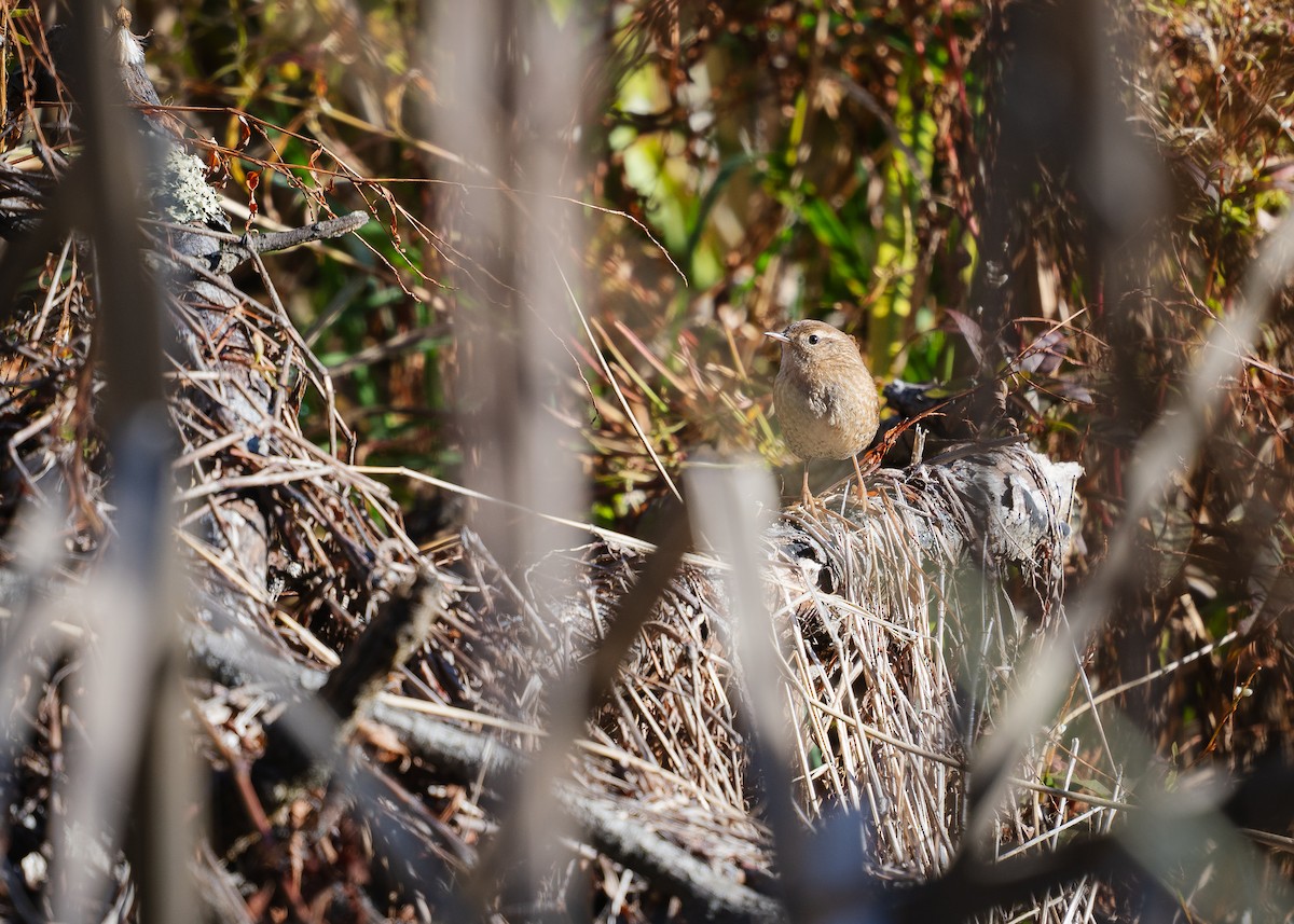 フユミソサザイ - ML644648926