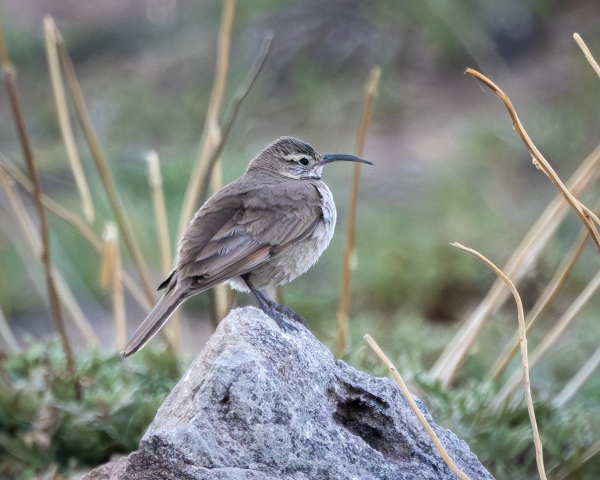 Scale-throated Earthcreeper - ML644648930