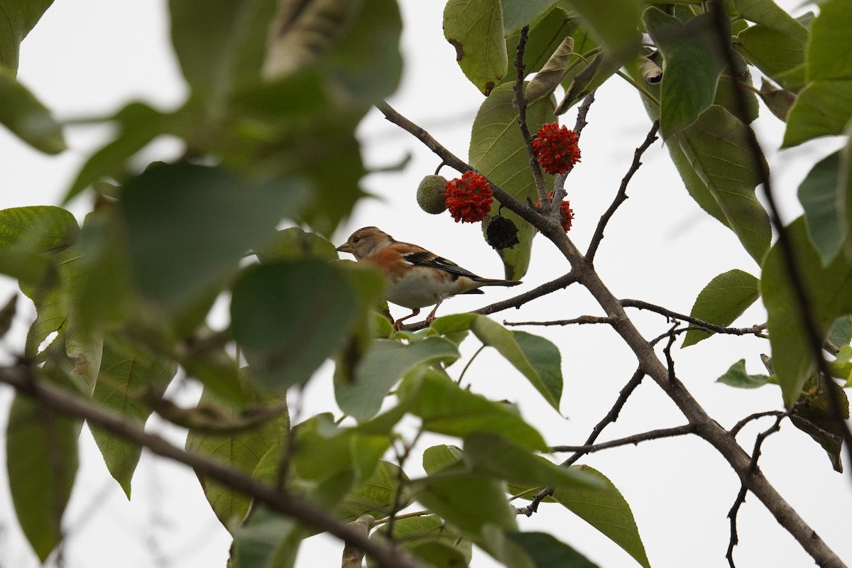 bjørkefink - ML644648931