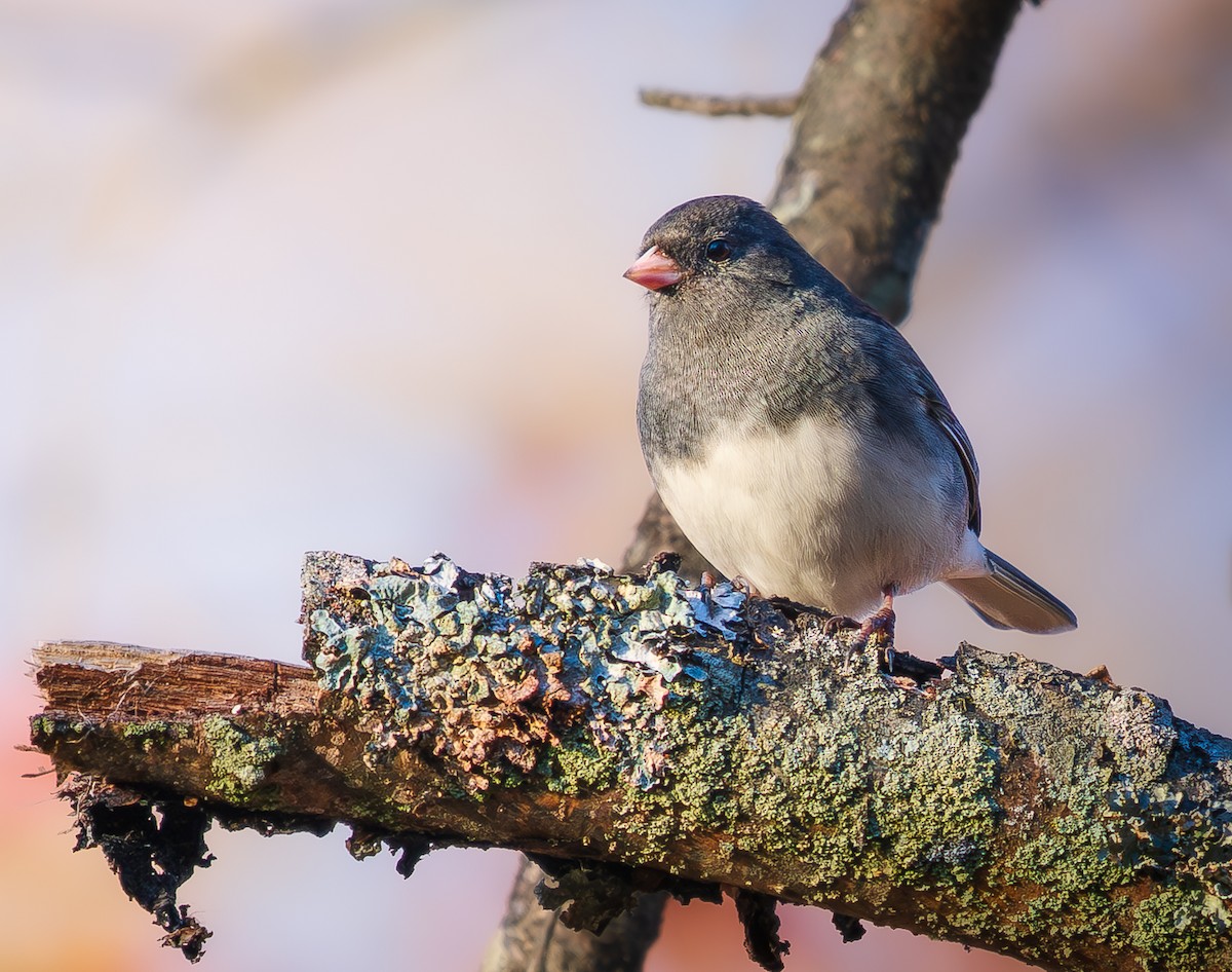 Серый юнко - ML644648936