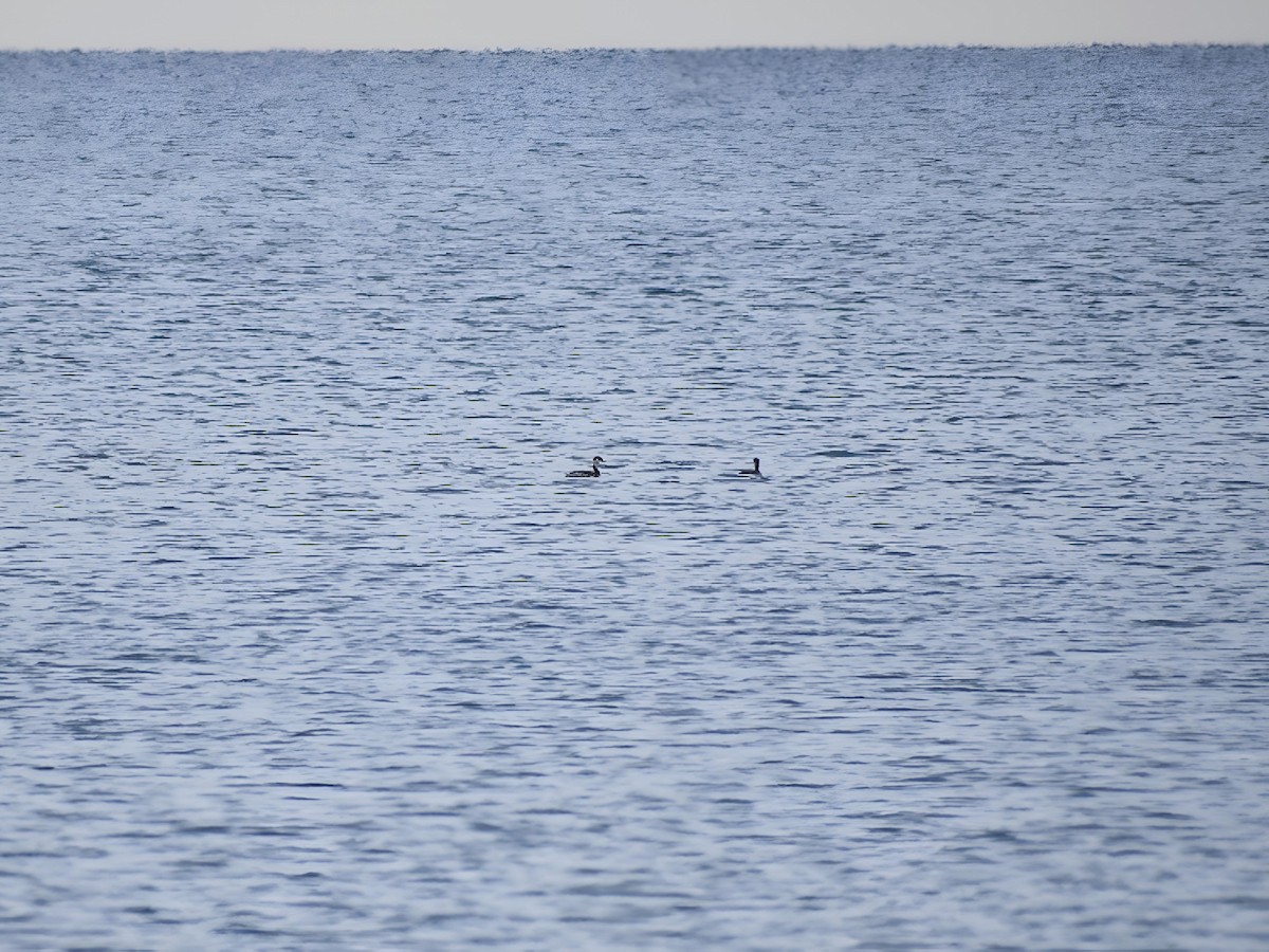Horned Grebe - ML644648938