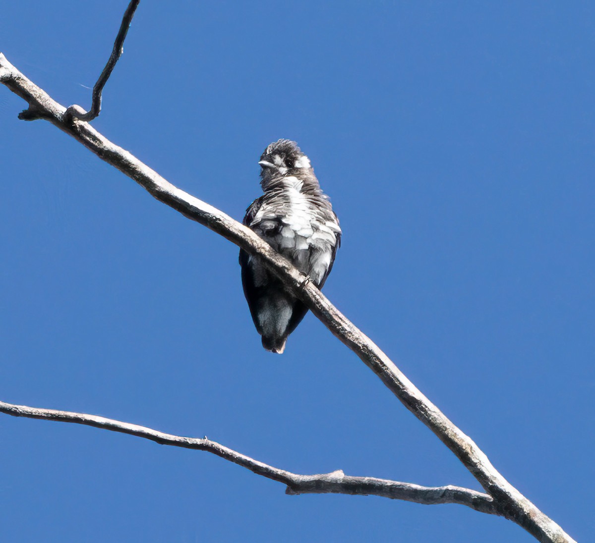 White-browed Purpletuft - ML644648947