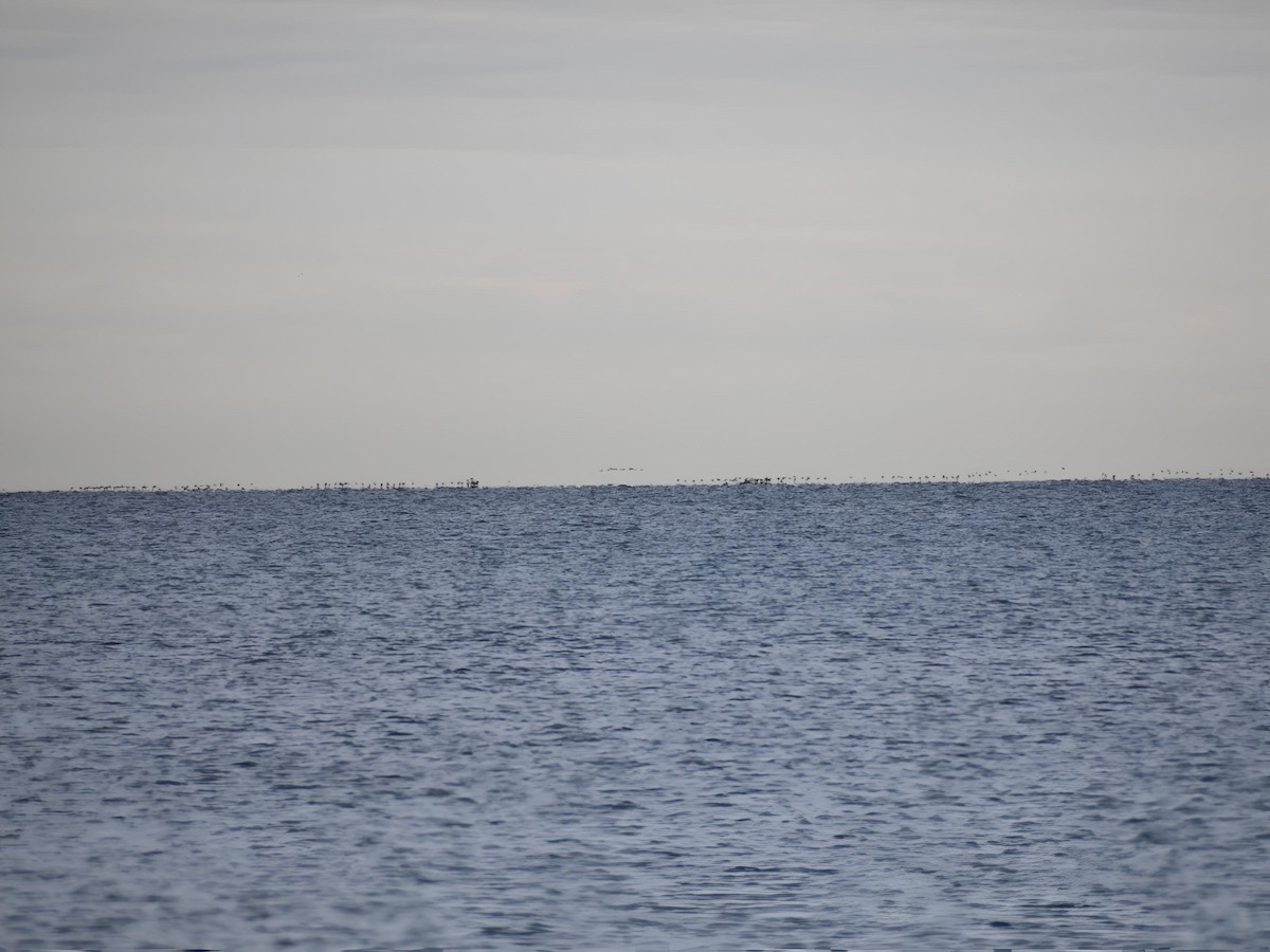 Red-breasted Merganser - ML644648951