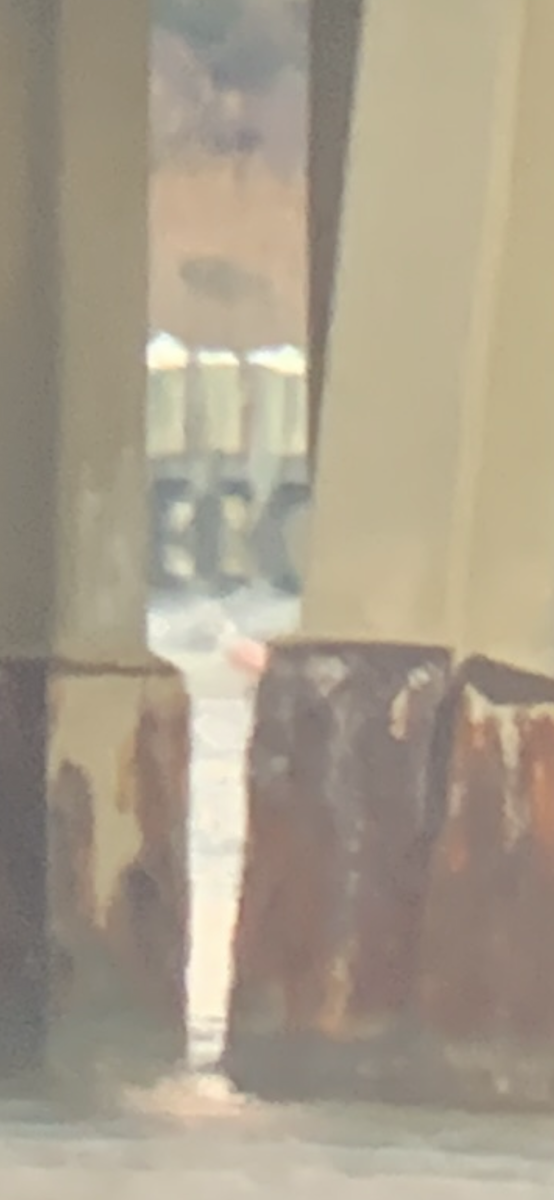 Rosalöffler - ML644648956