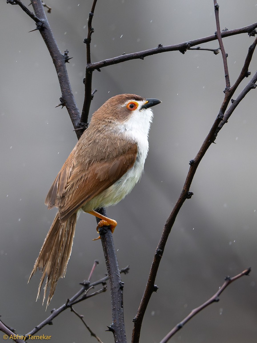 Timalí Ojigualdo - ML644648957