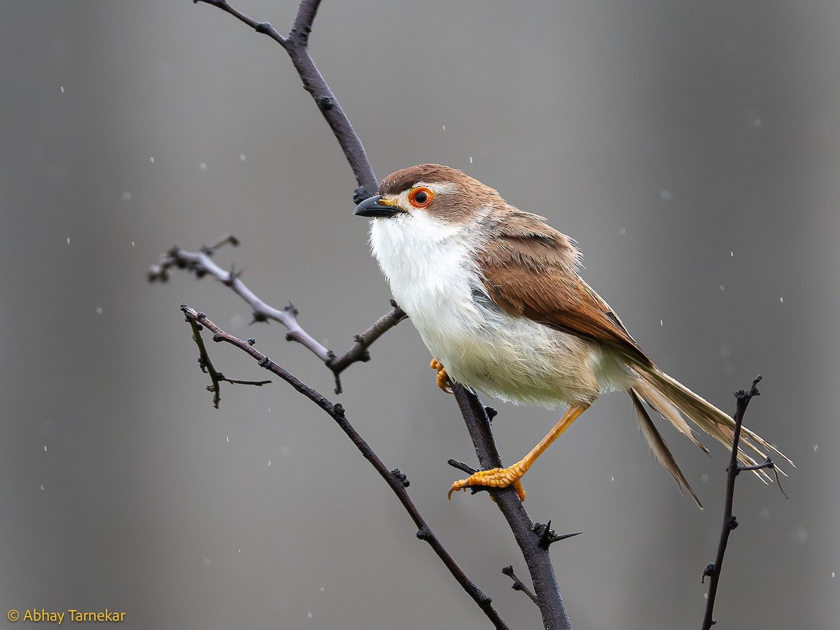 Timalí Ojigualdo - ML644648958