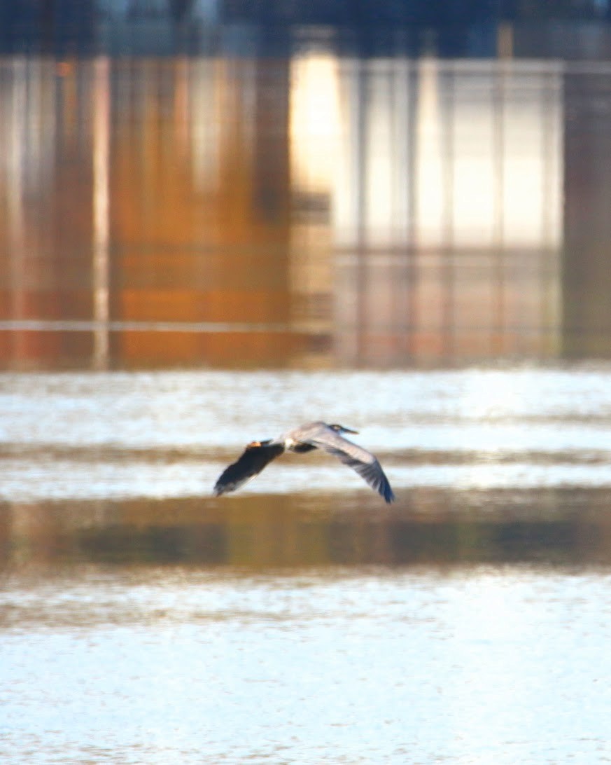 Great Blue Heron - ML644648959