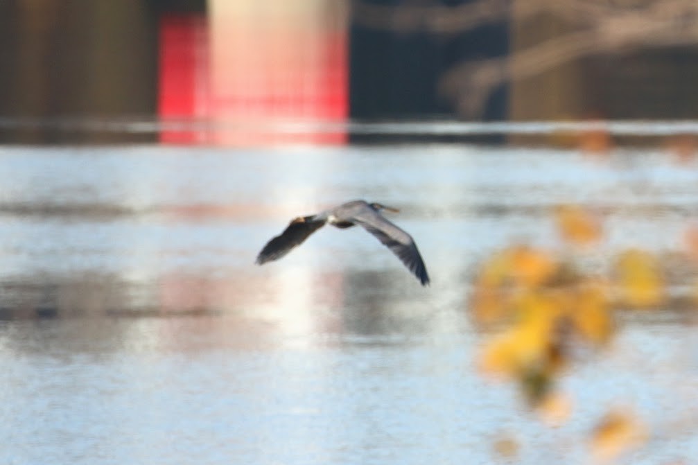 Great Blue Heron - ML644648960