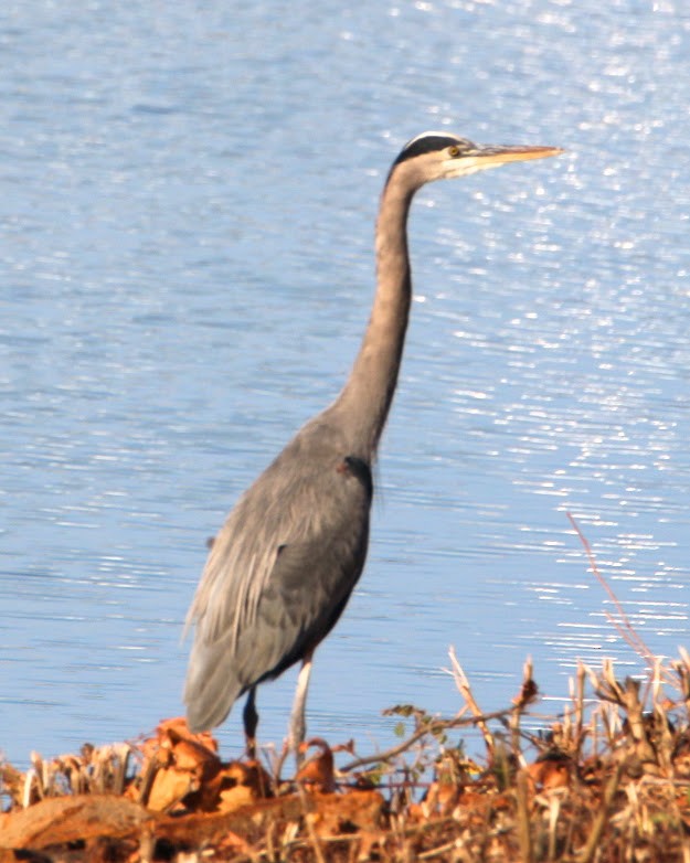 Great Blue Heron - ML644648961
