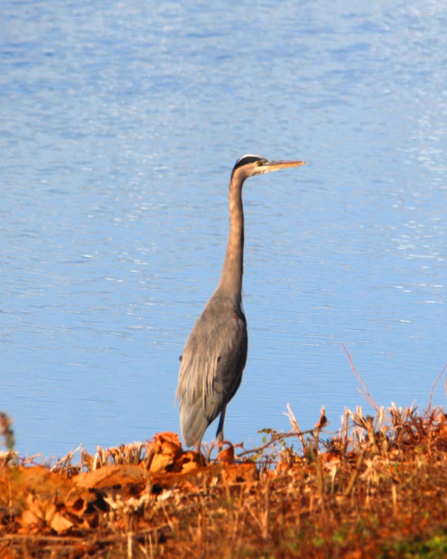 Great Blue Heron - ML644648962