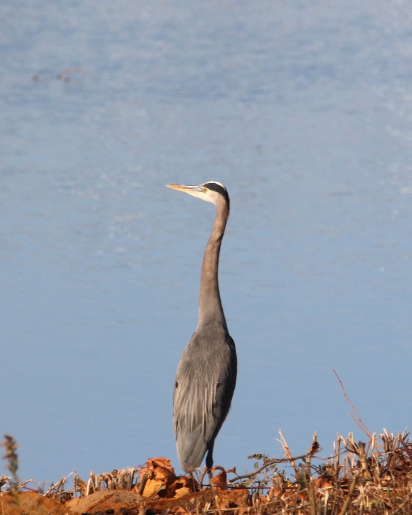 Great Blue Heron - ML644648963