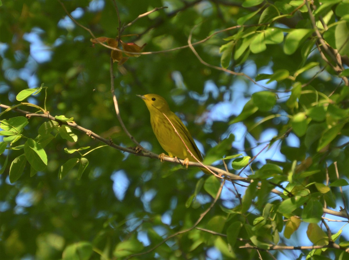 Northern Yellow Warbler - ML644648964