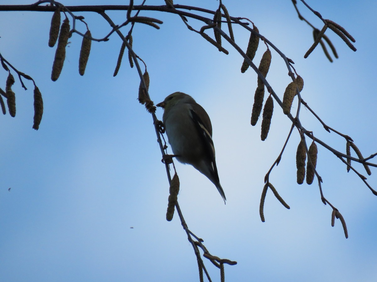 čížek žlutý - ML644648970