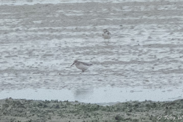 Сянби элсэг - ML644648971