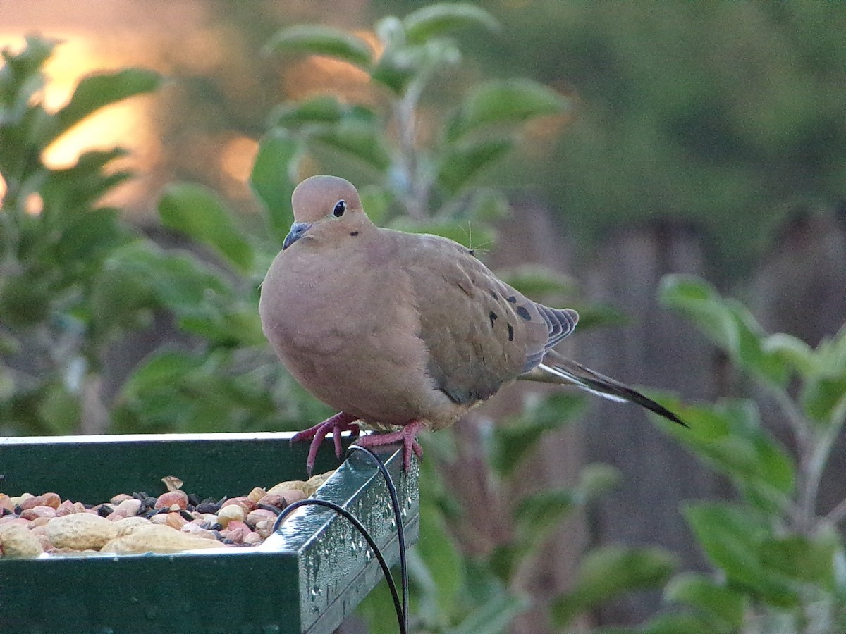 Mourning Dove - ML644648973