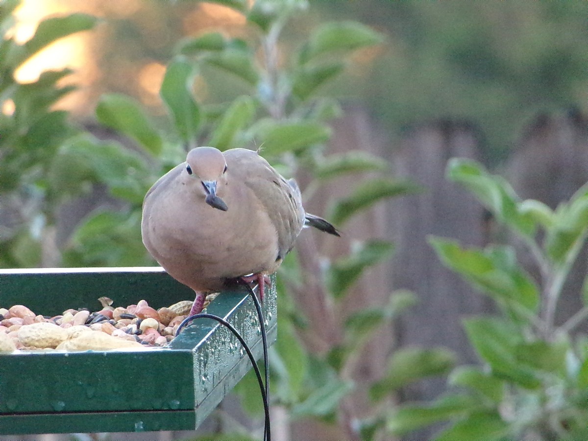 Mourning Dove - ML644648974