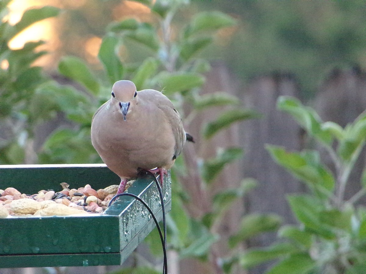 Mourning Dove - ML644648975