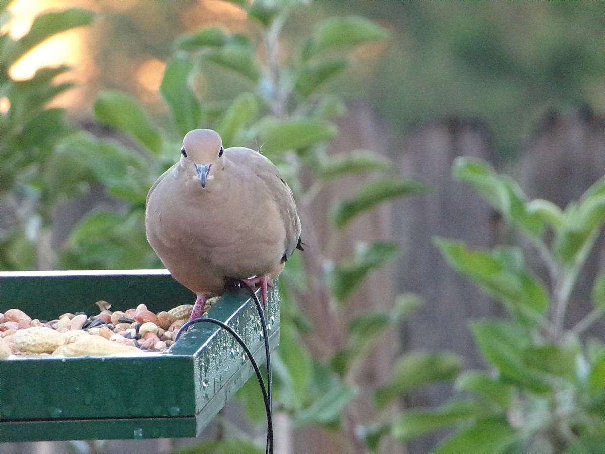 Mourning Dove - ML644648976