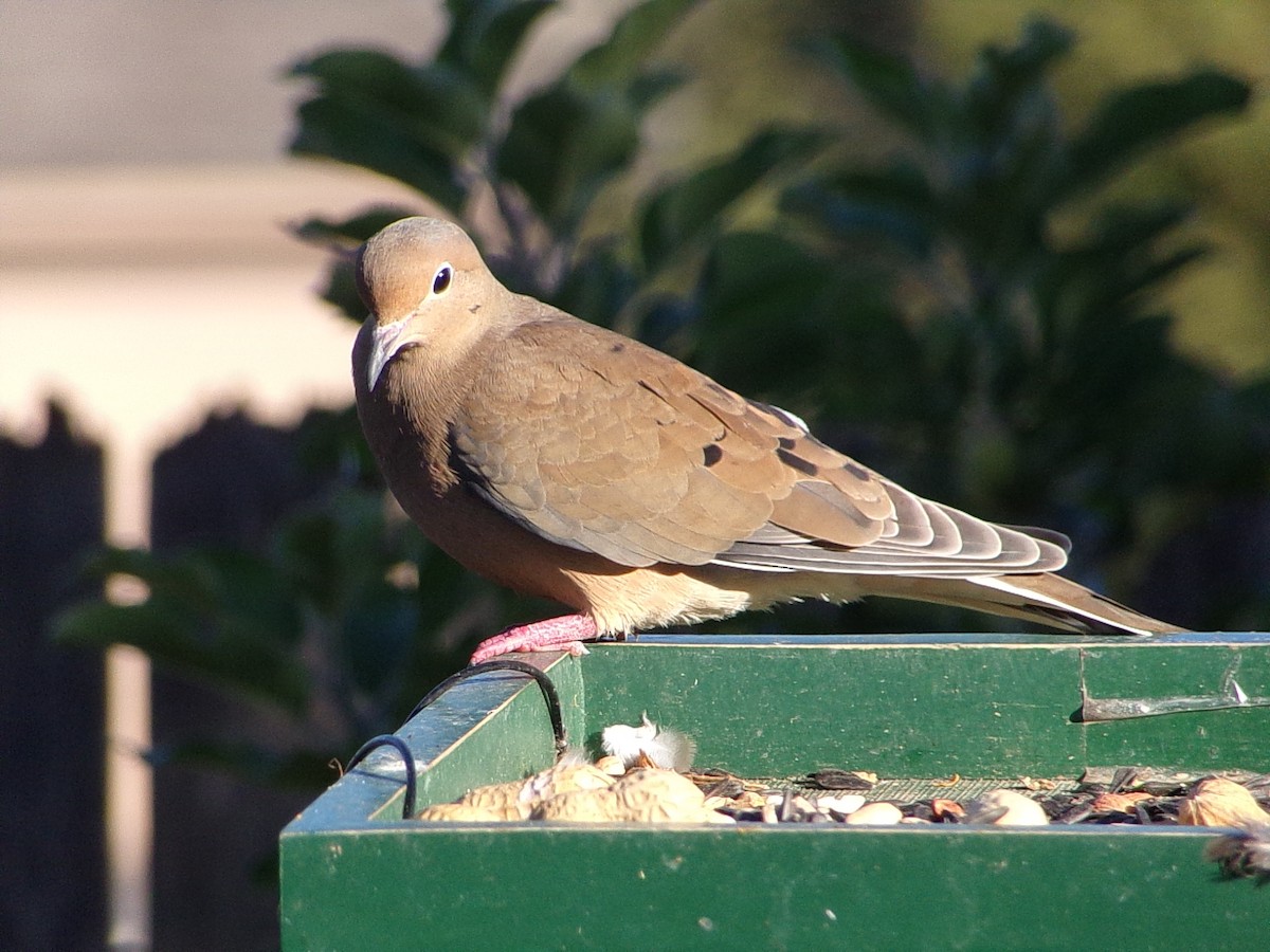 Mourning Dove - ML644648978