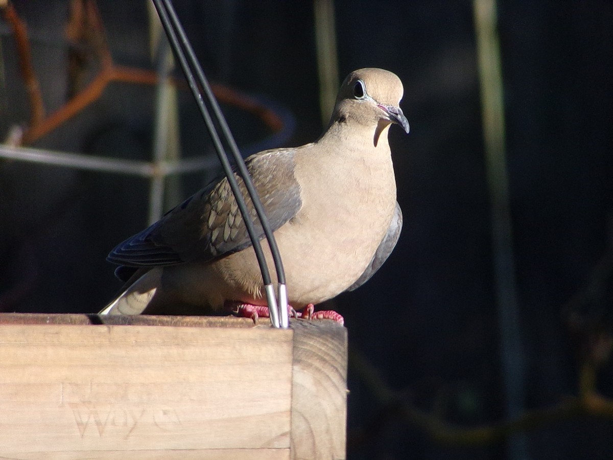 Mourning Dove - ML644648979