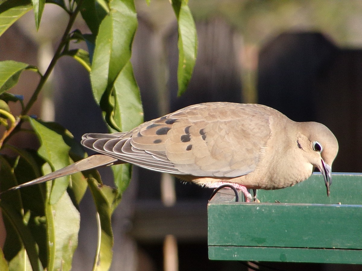 Mourning Dove - ML644648980