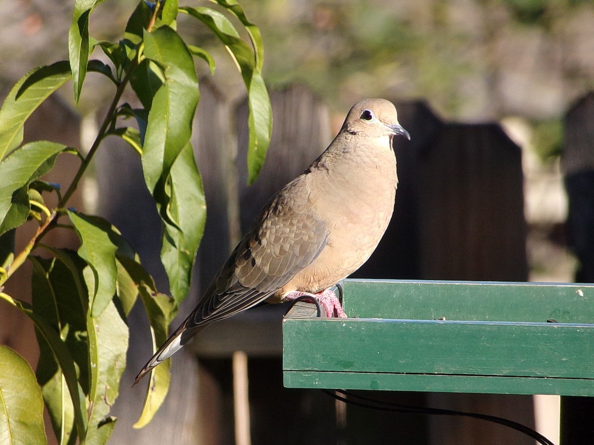 Mourning Dove - ML644648981