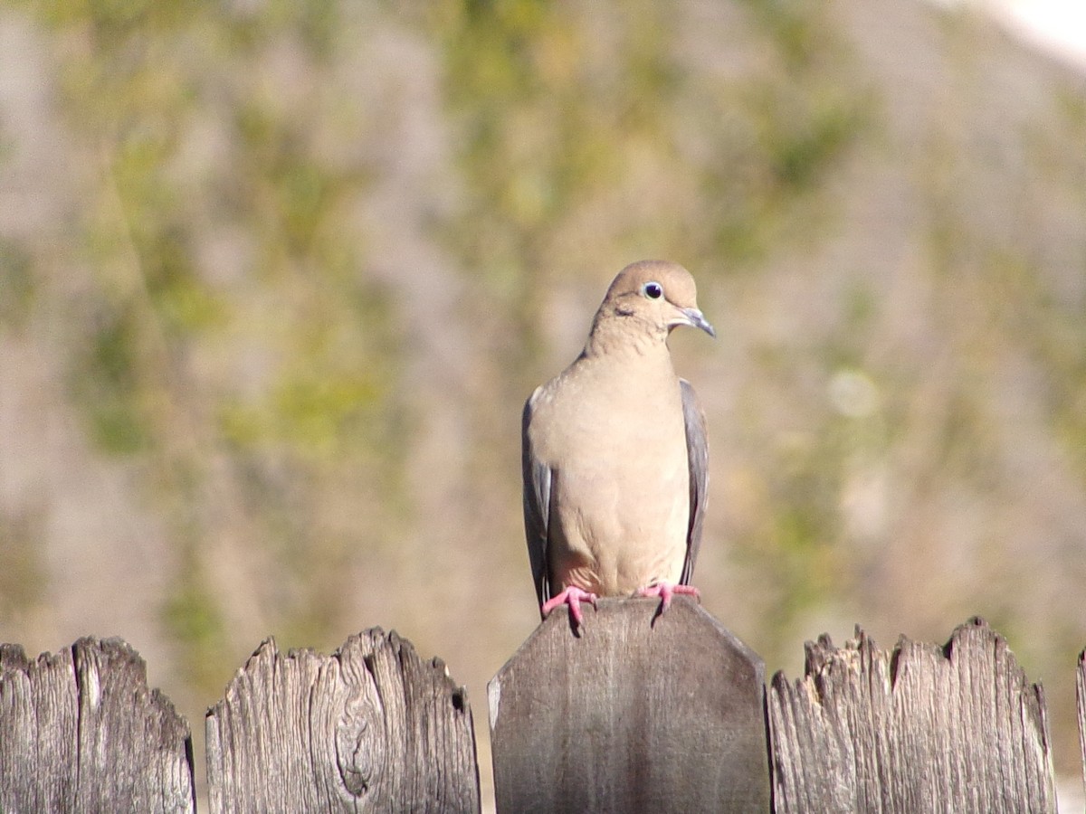 Mourning Dove - ML644648982