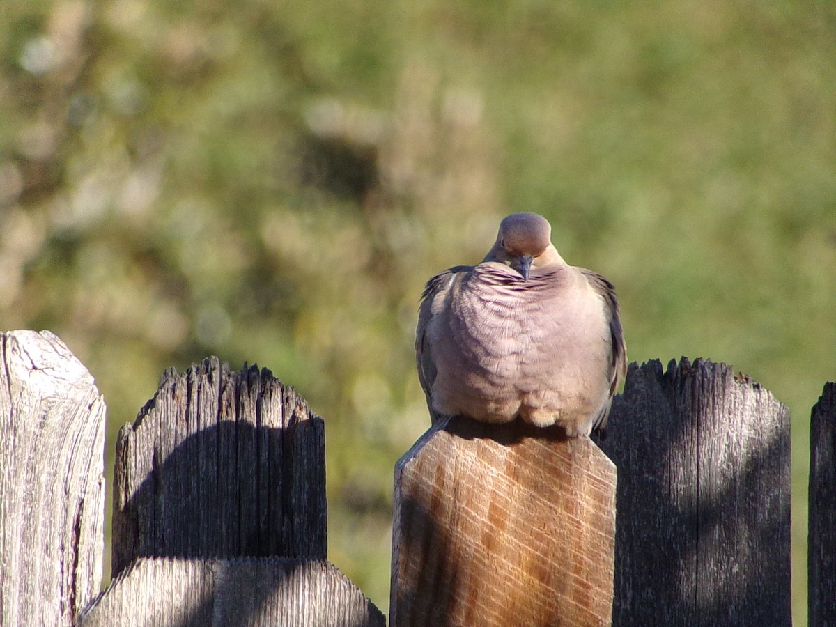 Mourning Dove - ML644648983
