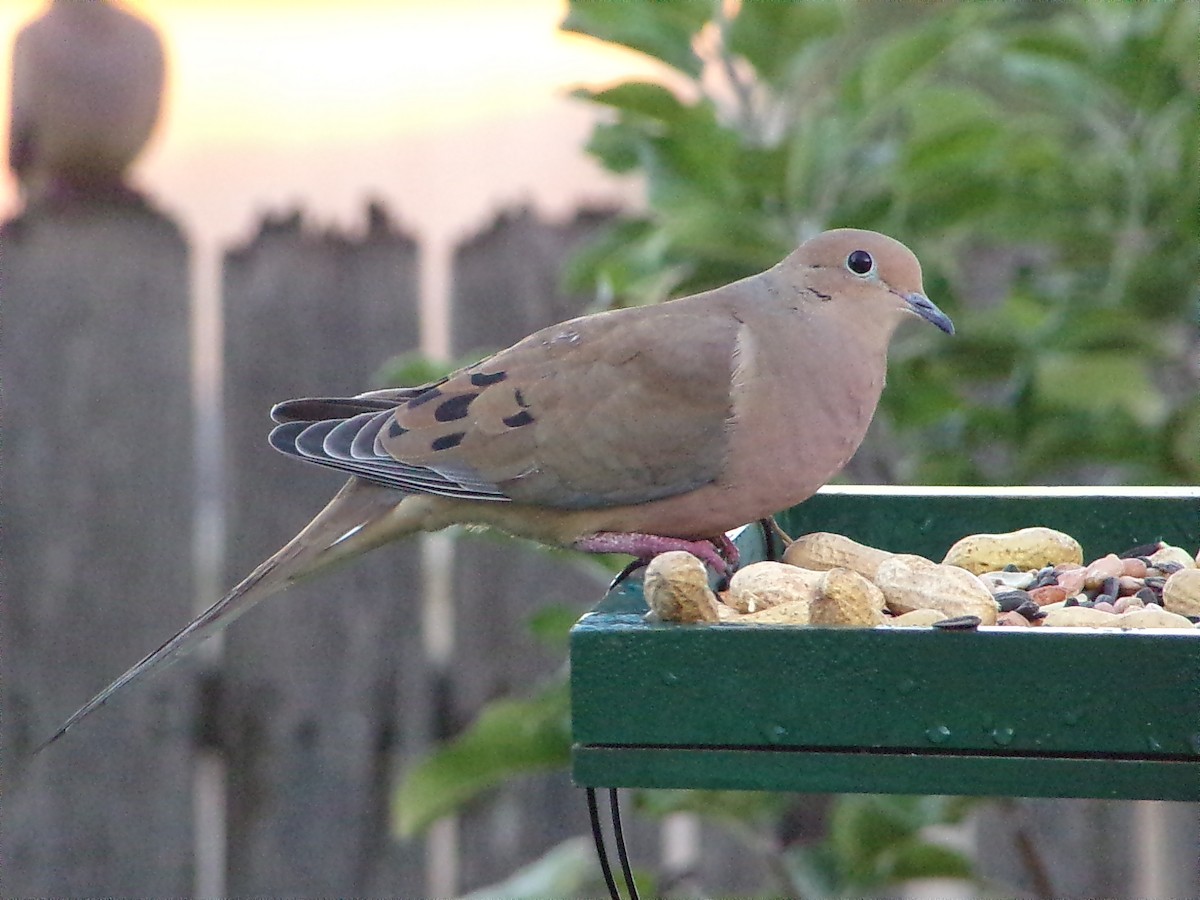 Mourning Dove - ML644648984