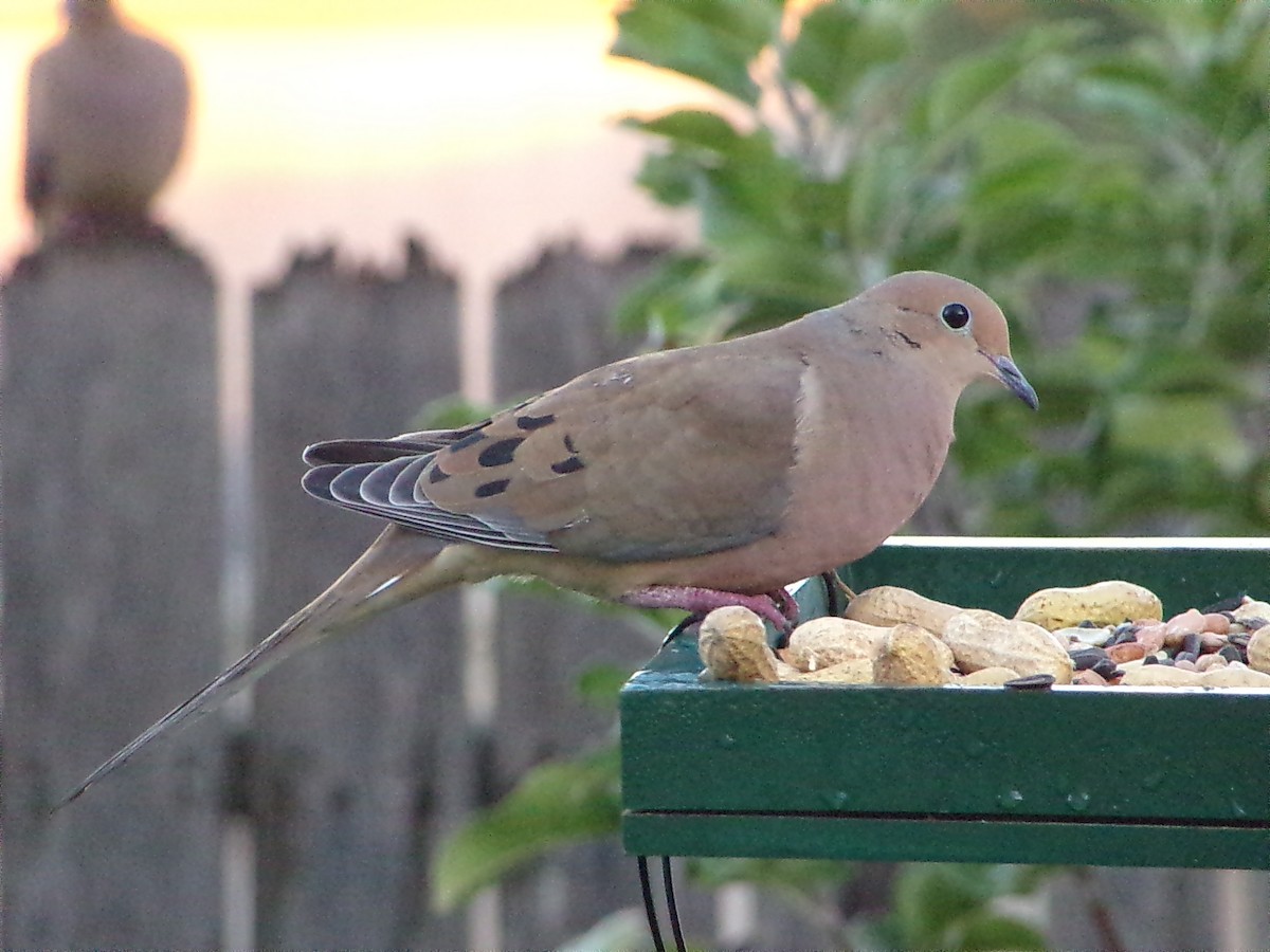 Mourning Dove - ML644648985