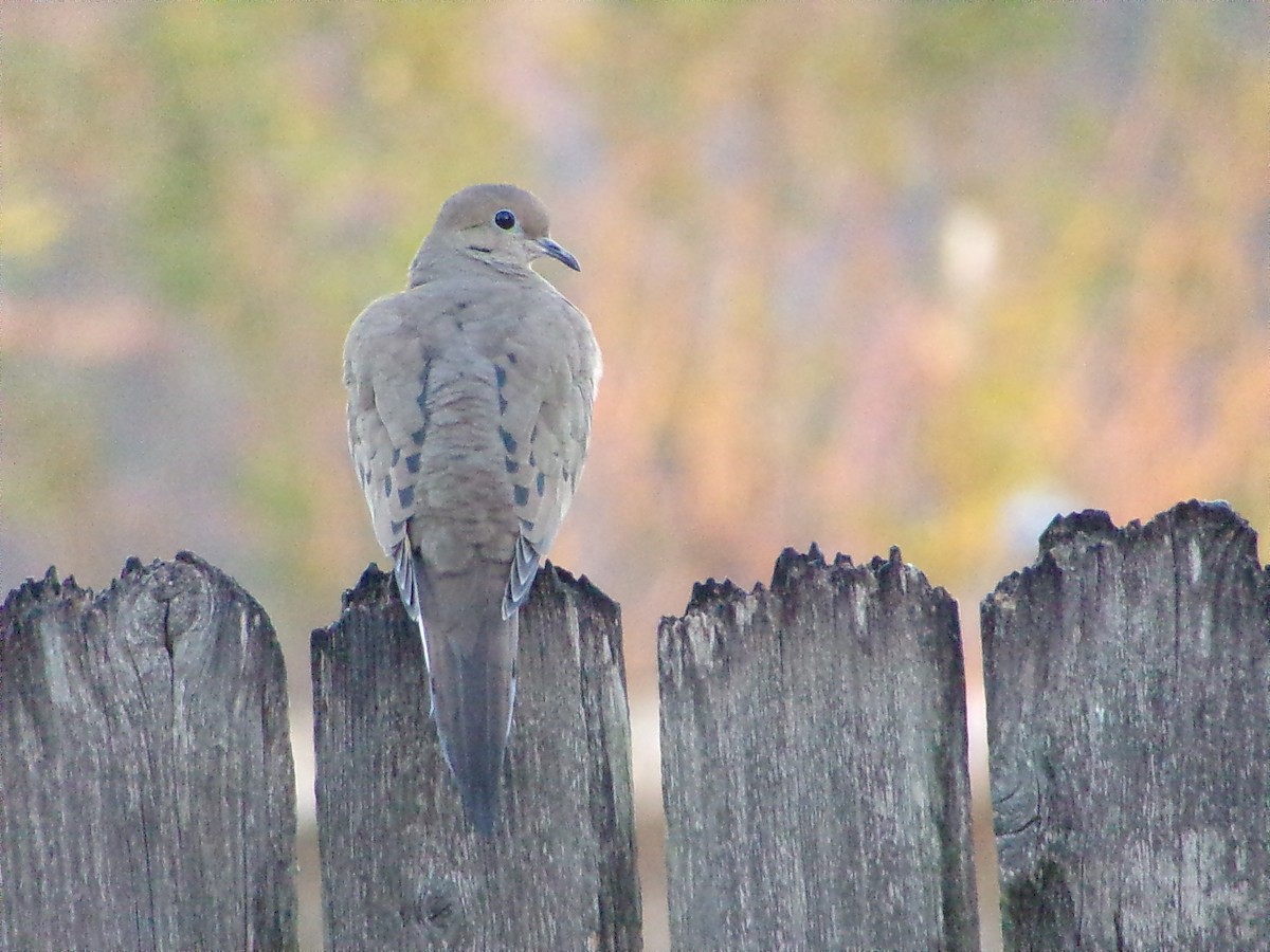 Mourning Dove - ML644648986