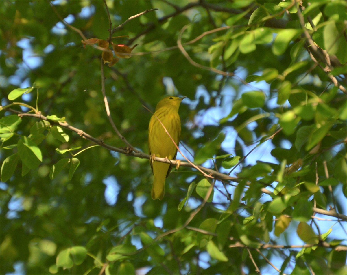 Northern Yellow Warbler - ML644648989