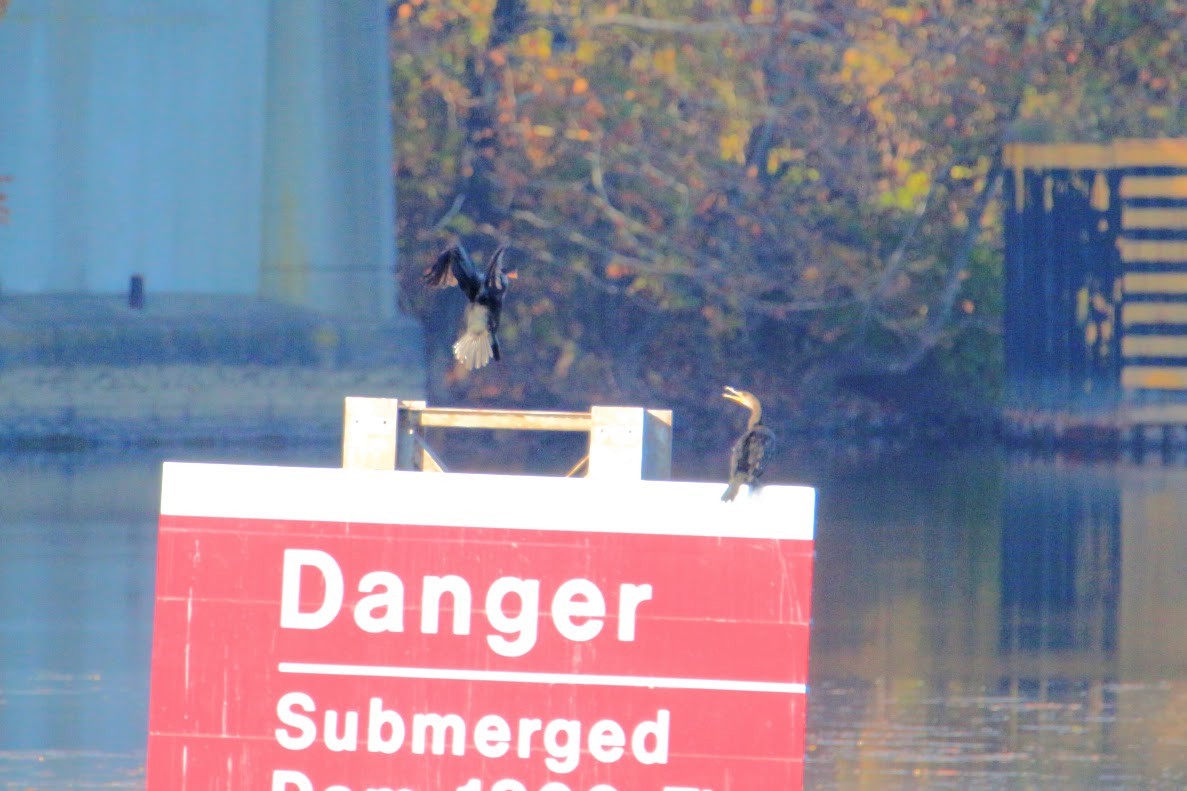 totoppskarv - ML644648990