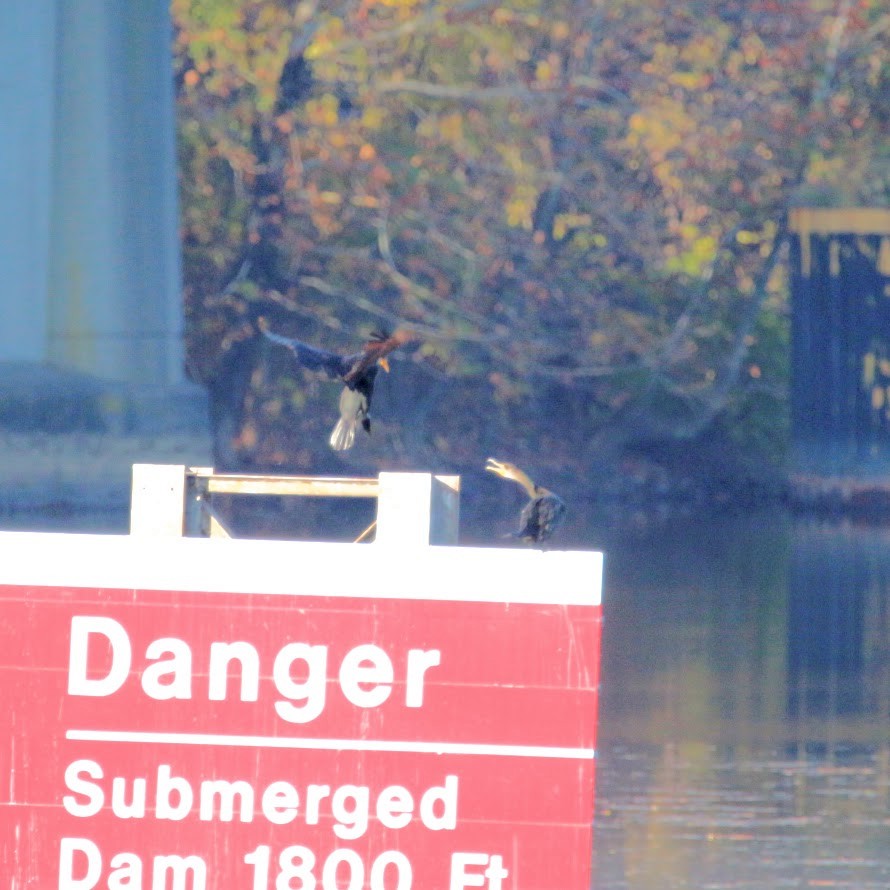 totoppskarv - ML644648991