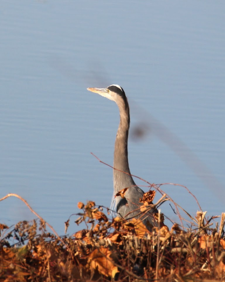Great Blue Heron - ML644648993