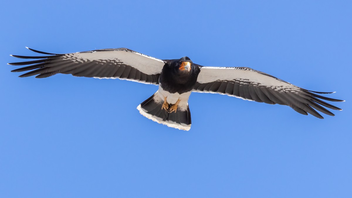 Mountain Caracara - ML644648995