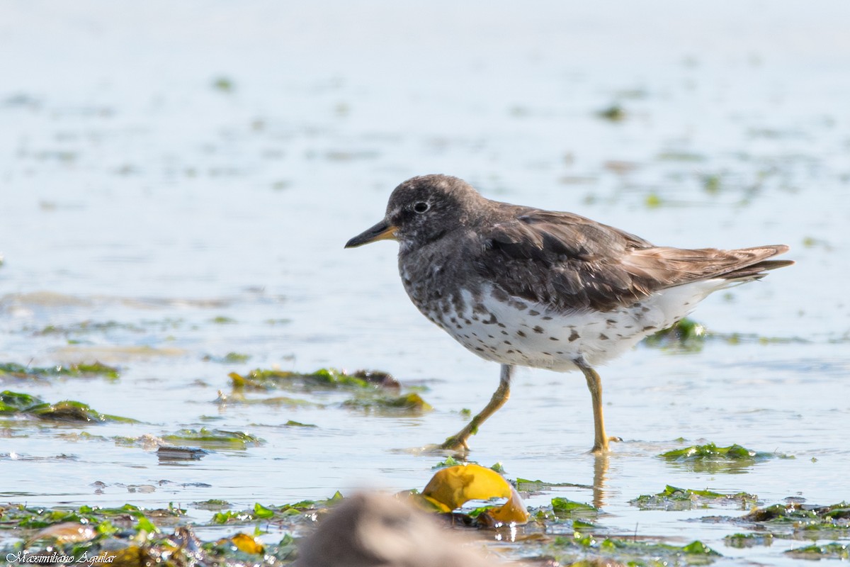 Surfbird - ML644649002