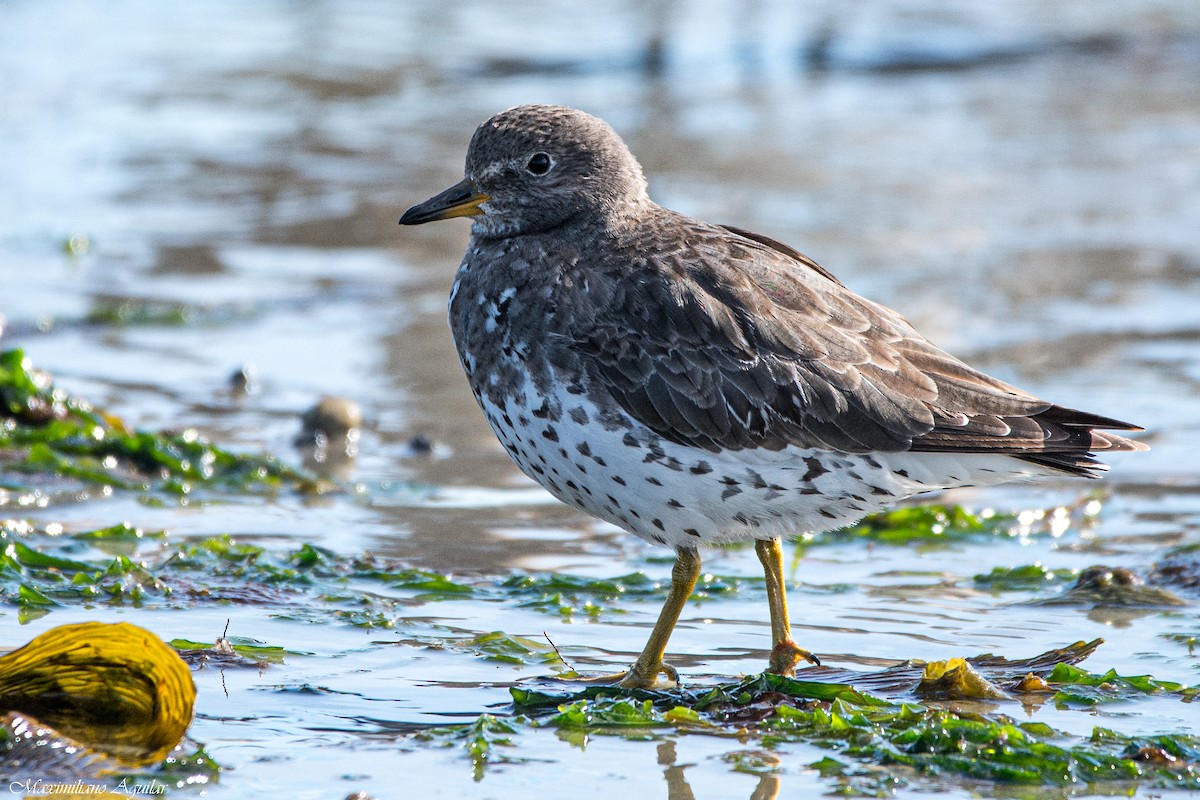 Surfbird - ML644649003