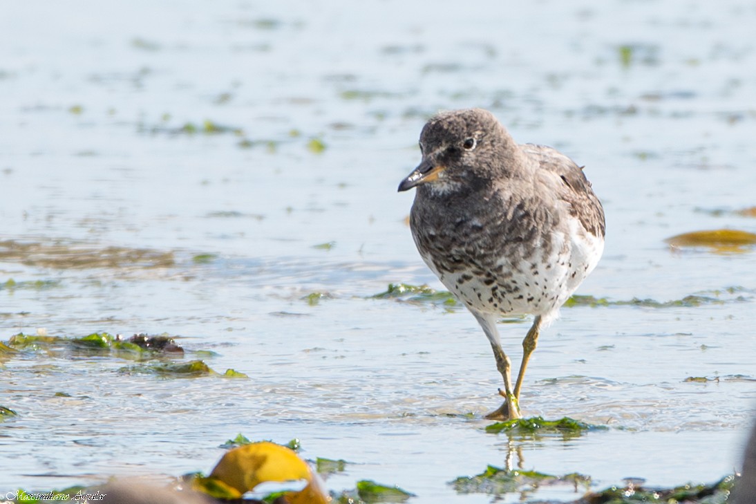 Surfbird - ML644649004