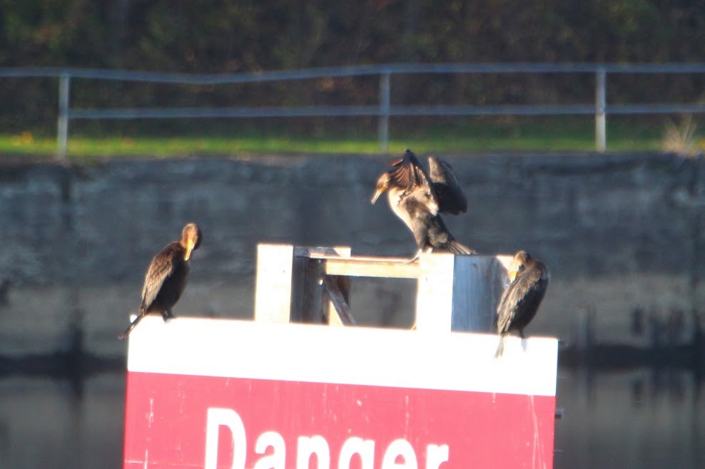 totoppskarv - ML644649025