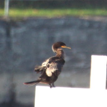 totoppskarv - ML644649026